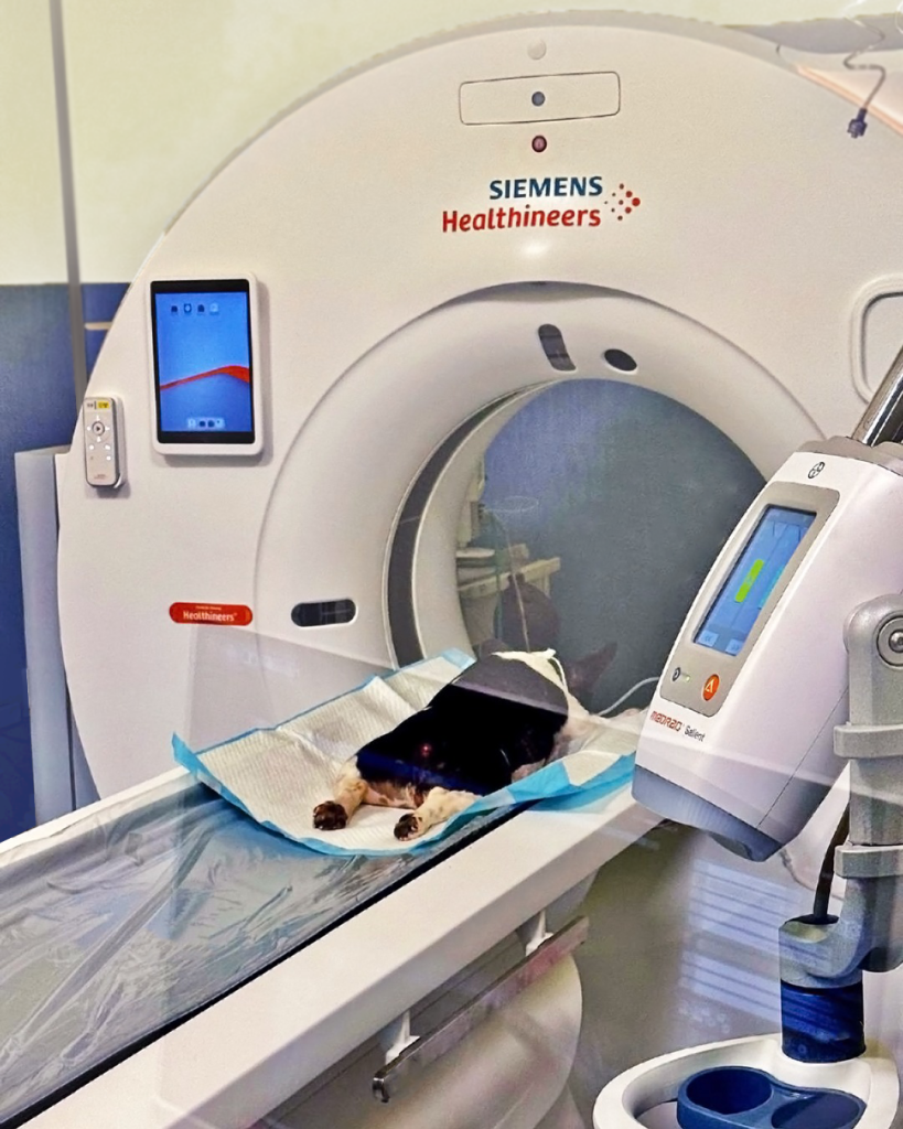 TC Trifasica Fegato da Diagnosisvet a Cosenza