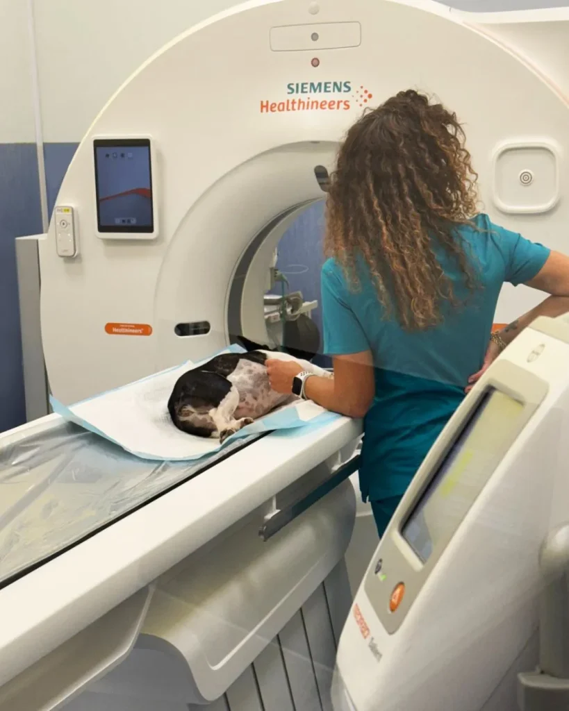 Tomografia computerizzata in Calabria, solo da DiagnosiVet a Cosenza