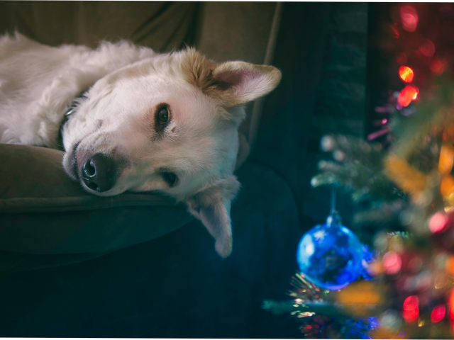 7 consigli utili per proteggere i tuoi animali durante le feste.