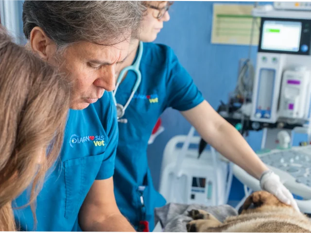 Ascite e difficoltà respiratorie: l’efficacia dell’addominocentesi ecoguidata in DiagnosisVet