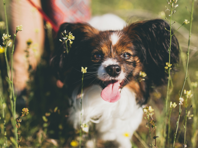 Primavera e Estate in Sicurezza: Guida alla Salute di Cani e Gatti