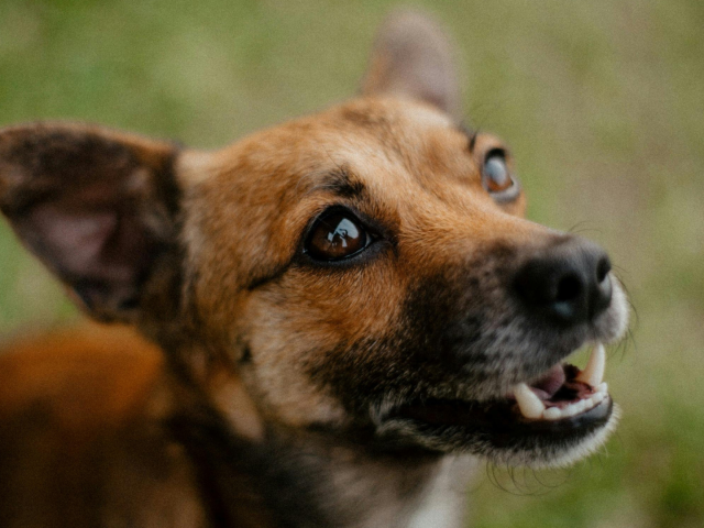 Otoematoma nel cane: cosa fare se l’orecchio sembra un “cuscinetto”