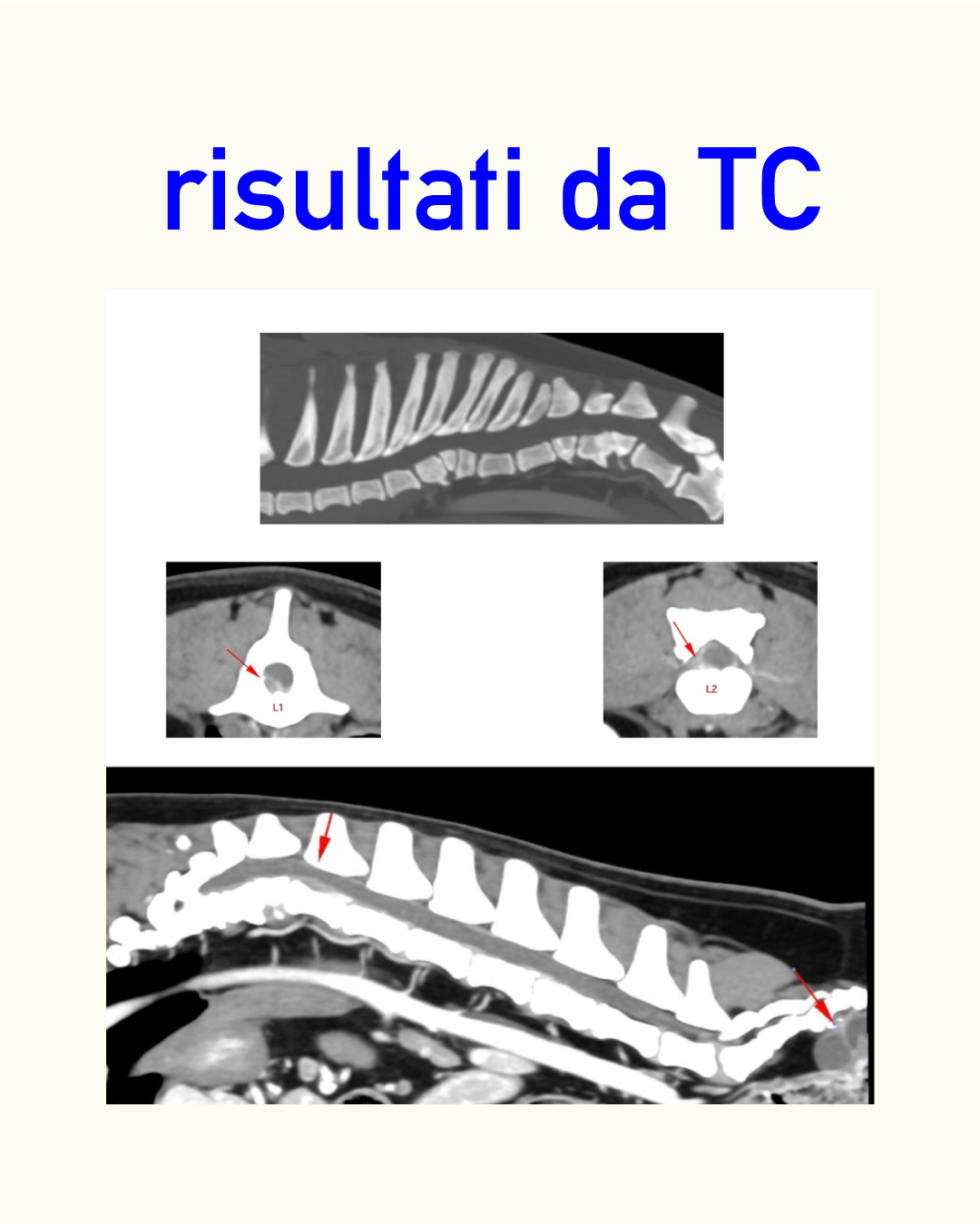 Esame TC e valutazione neurologica di Perla